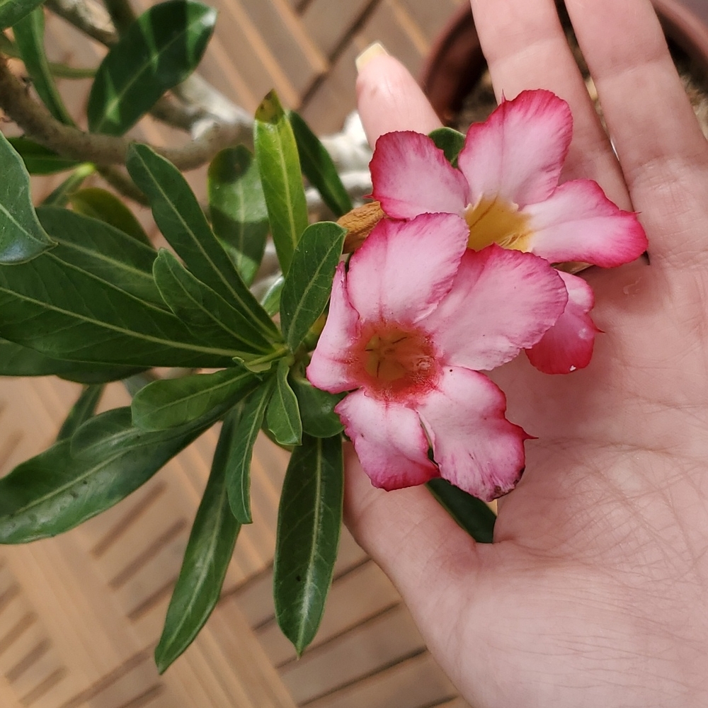 Desert Rose -large - Picture 3 of 4